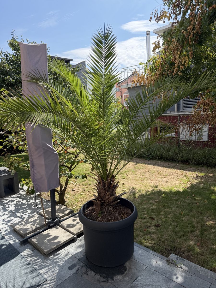 Piante & sementi: Palme – Usato da Zug venduto da brucor