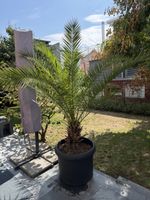 Palme