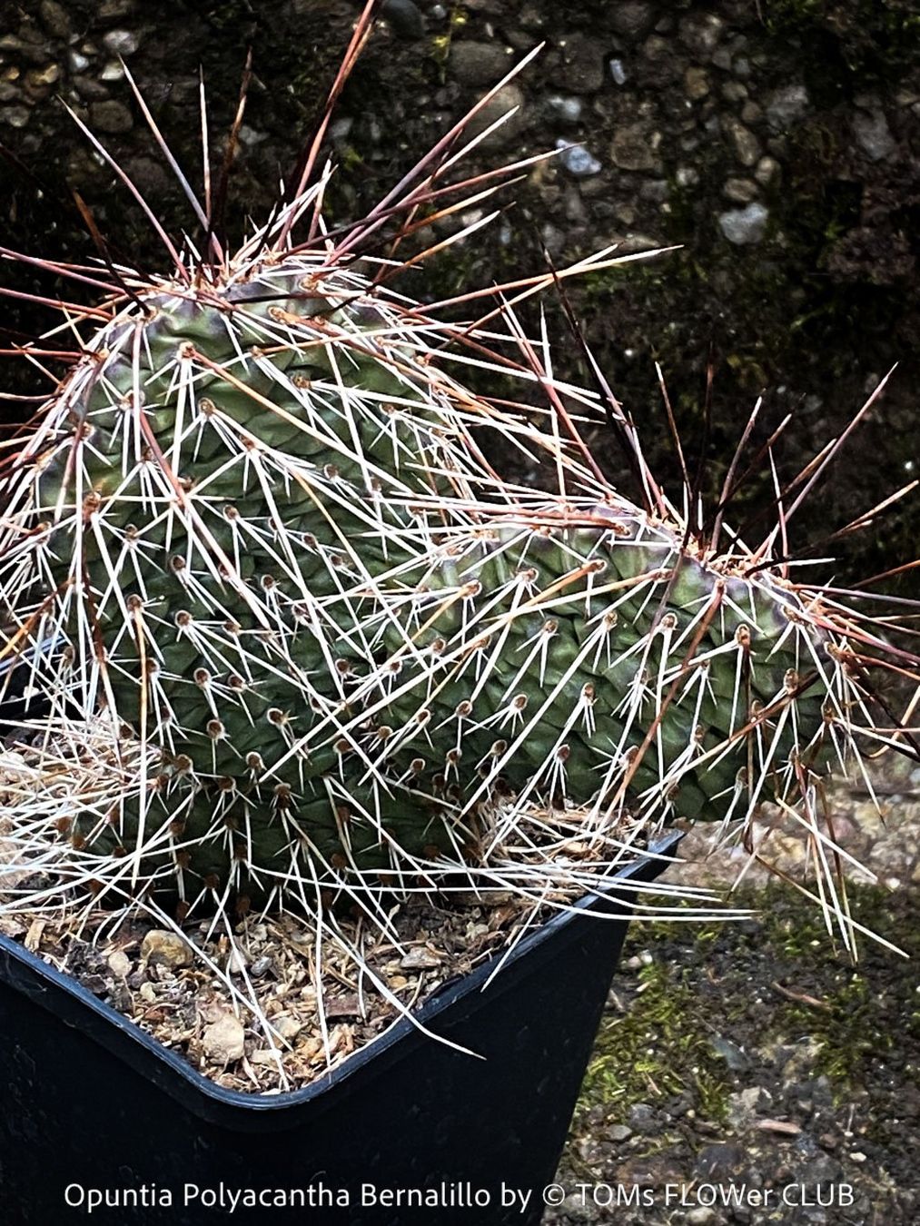 Piante & sementi: Opuntia Polyacantha Bernalillo - winterharter Kaktus – Nuovo e nell'imballaggio originale da Adliswil venduto da astom369 3