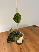 Alocasia Dragon Scale Albo Variegata im SB-Topf