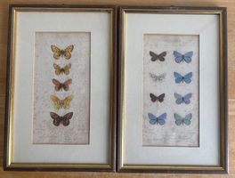 2 Schmetterlingsbilder gerahmt Naturmotive gebraucht