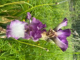 Iris 1 bulbe