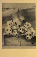 Salvador Dali, Surrealismus, Photo Postcard - Art on Paper