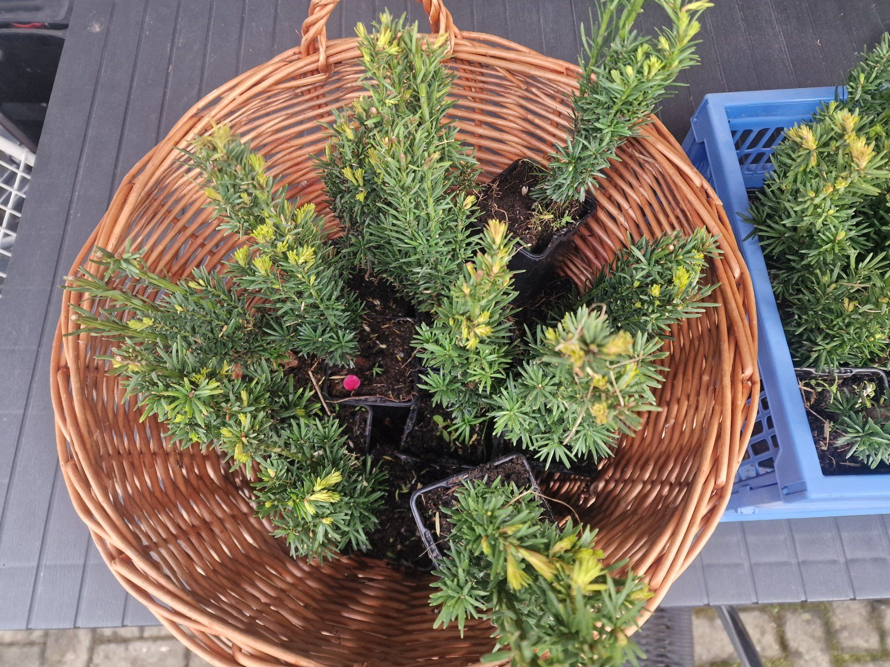 Pflanzen & Samen: Säuleneibe Taxus baccata Fastigiata Robusta Eibe – Gebraucht aus Uerkheim von Justi.y 1
