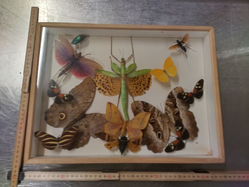 JOKFEICE Insektenfigur – Realistische Stabschrecke Aus Kunststoff | Perfekt Als Lernspielzeug, Deko Für Kuchen Oder Geschenk