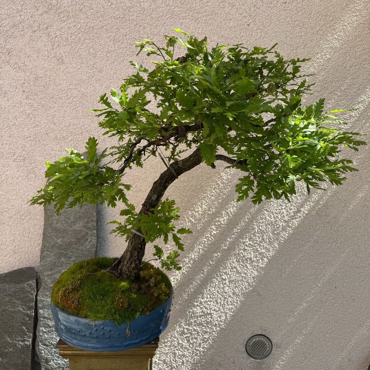 Piante & sementi: Ziereiche Bonsai – Usato da Rümlang venduto da Gruseh.ch 4