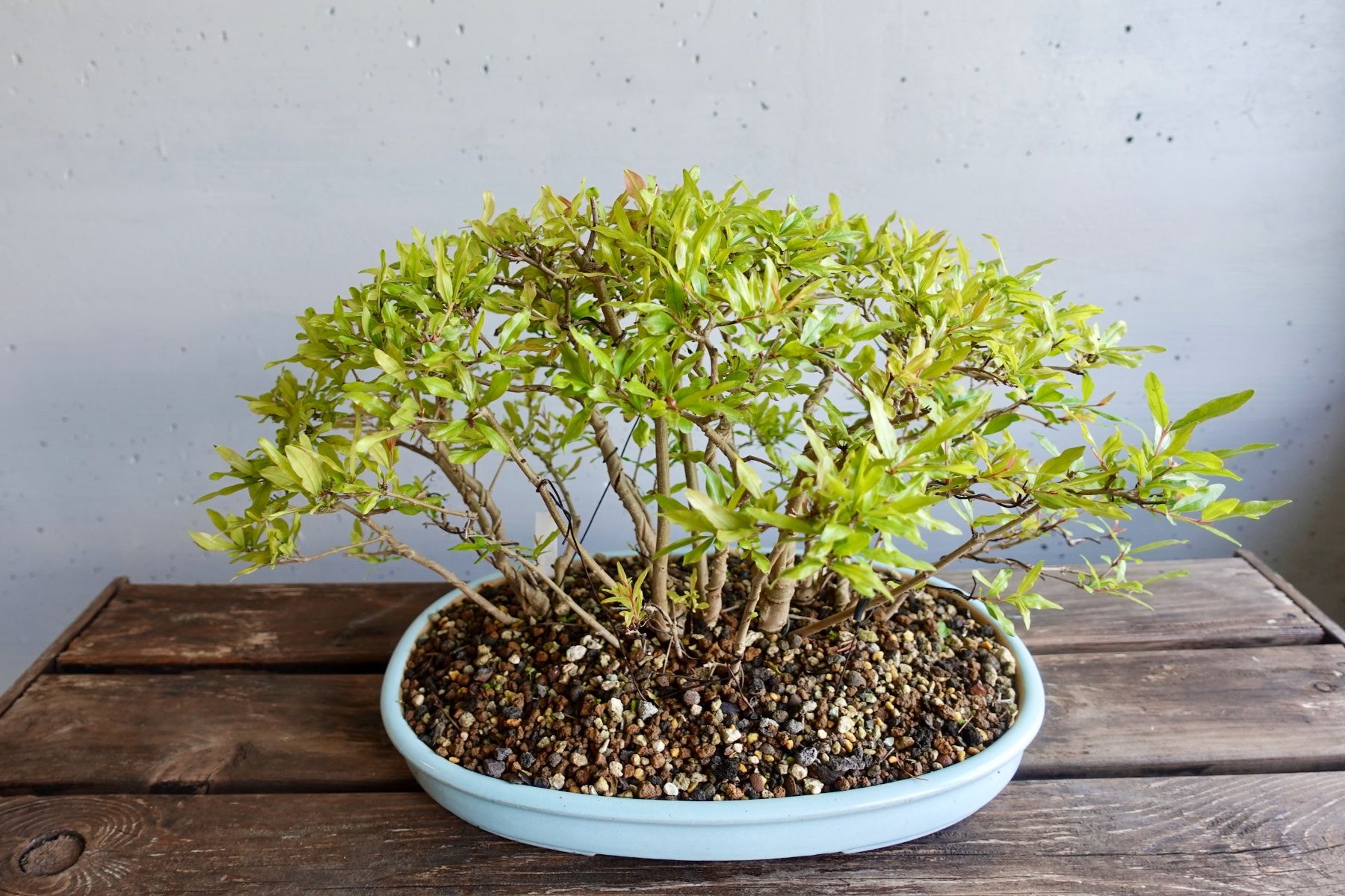 bonsai libro The Essential Bonsai Book by Jonas Dupuich main image 0