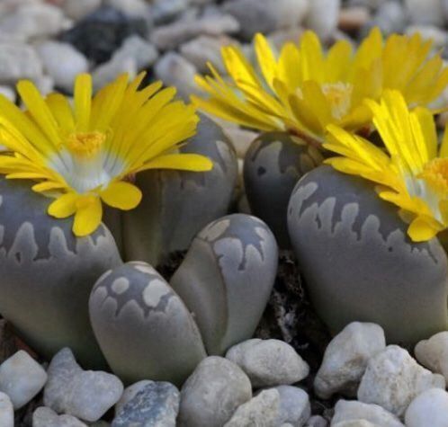 Pflanzen & Samen: Ab 5.- fr Lebender Stein: Litops 10 SAMEN GRAINES SEMI – Neu und originalverpackt aus Rovio von POSITIFFARTandPLANTS 7