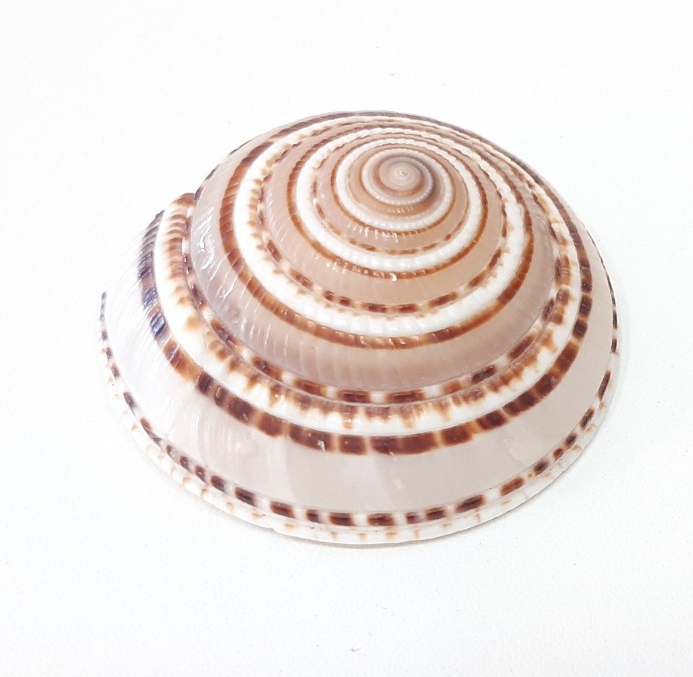 Fossili: Muschel Architectonica perspectiva-Coquillage Architectonica – Usato da Savagnier venduto da Marderuth
