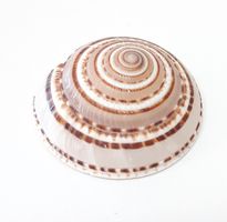 Muschel Architectonica perspectiva-Coquillage Architectonica