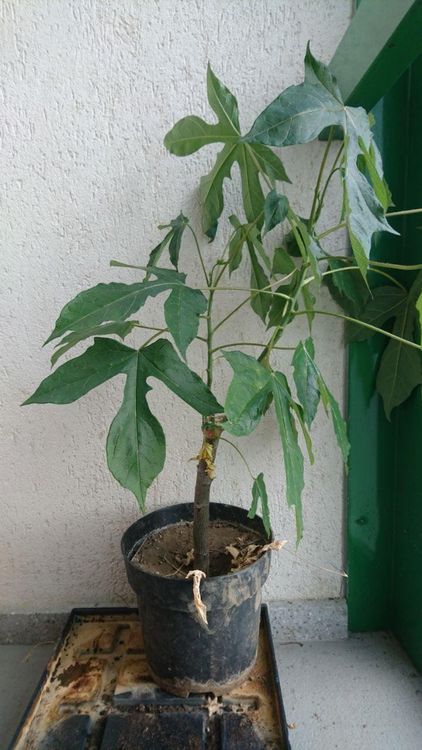 Babaco Pflanze (Bergpapaya) Kaufen auf Ricardo