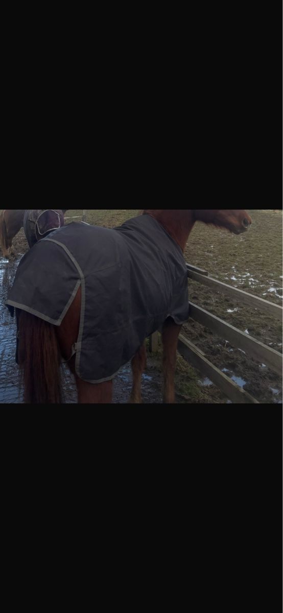Amigo Decken & Deckenzubehör: Amerigo Horseware 130cm imperméable  – Gebraucht aus Alle von aure-line 1
