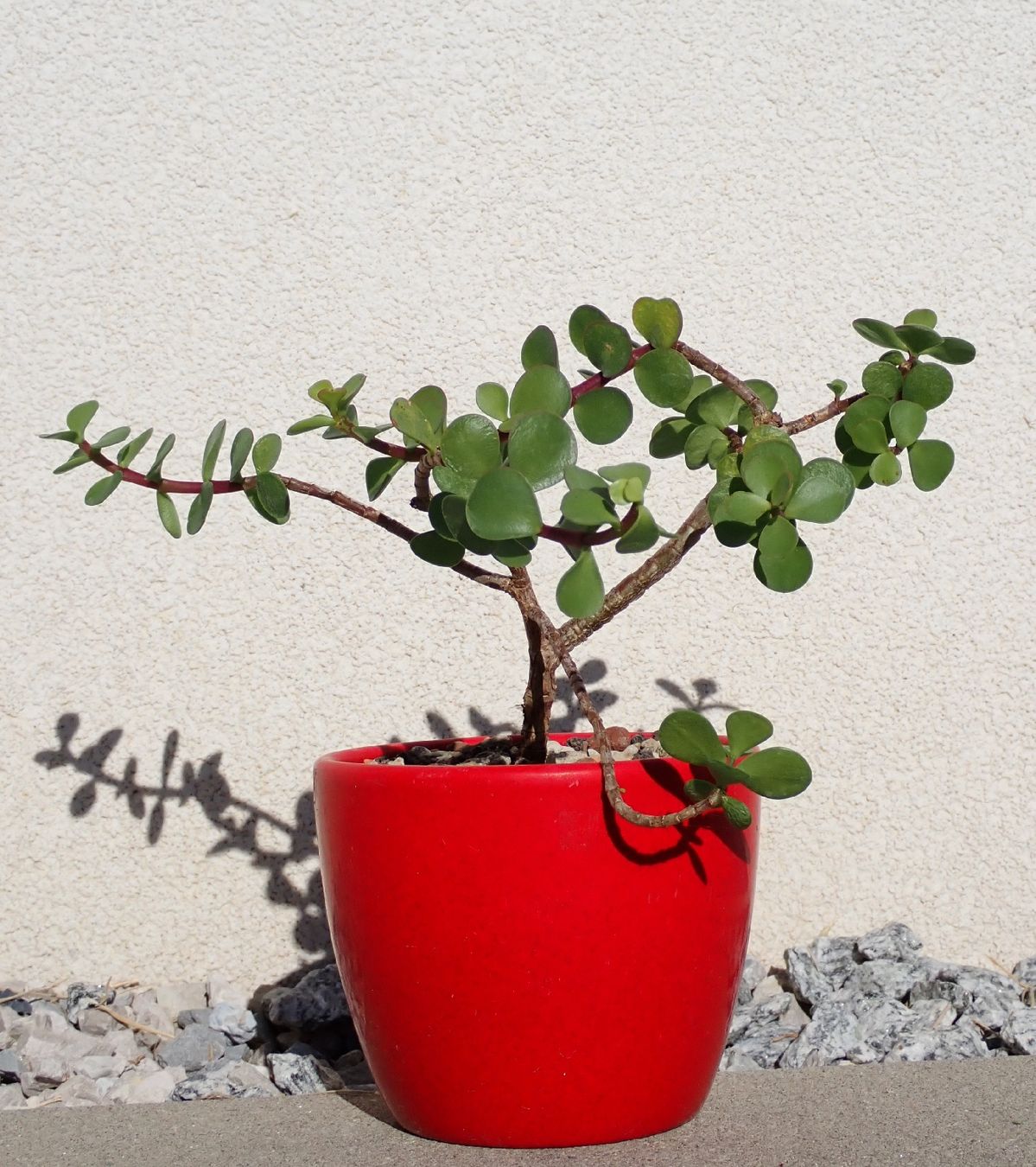 Pflanzen & Samen: Portulacaria afra – Gebraucht aus Comano von che_8lc2