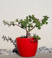 Portulacaria afra