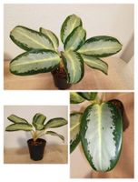 Aglaonema