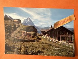 Beim Hotel Große Scheidegg, Mönch - Eiger - Blümlisalp