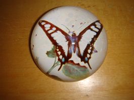 Schmetterling in Glaskugel Deko