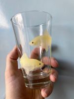2er-Set Fische-Gläser