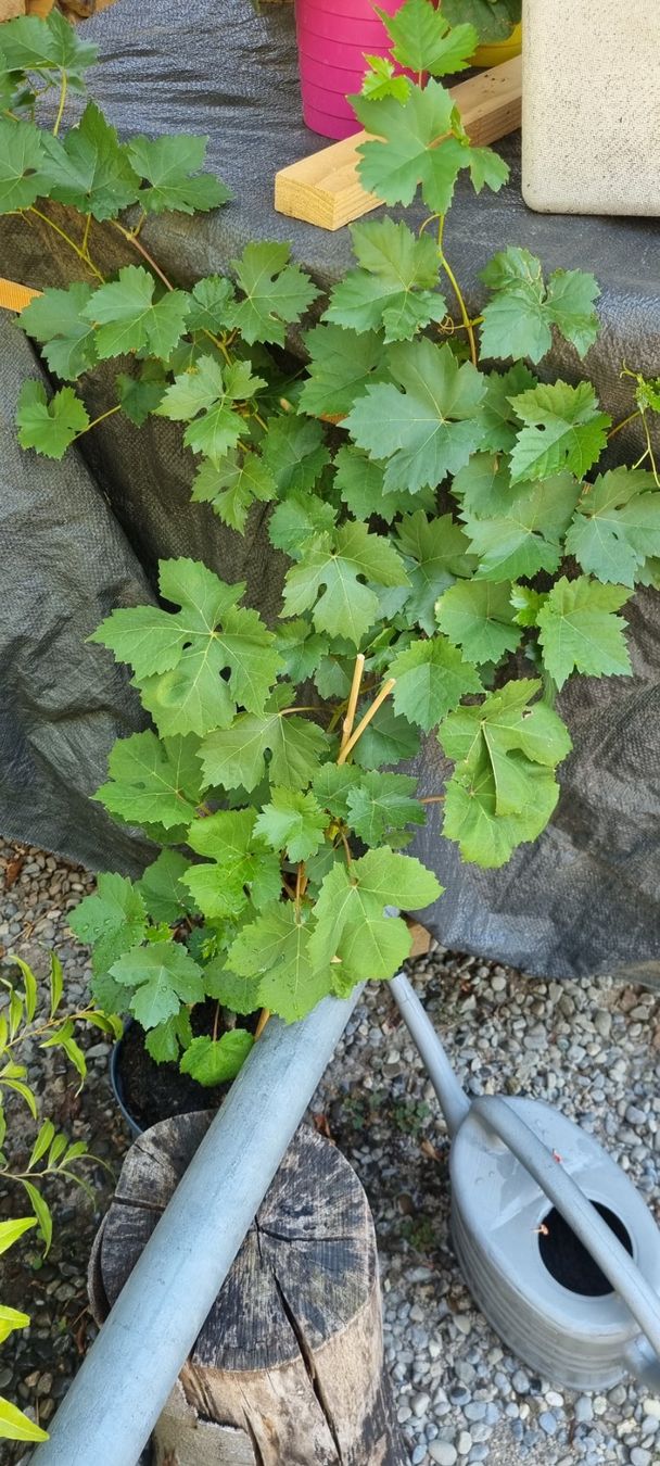 Pflanzen & Samen: Weinrebe weiss Primus kernlos – Gebraucht aus egliswil von Maggy6