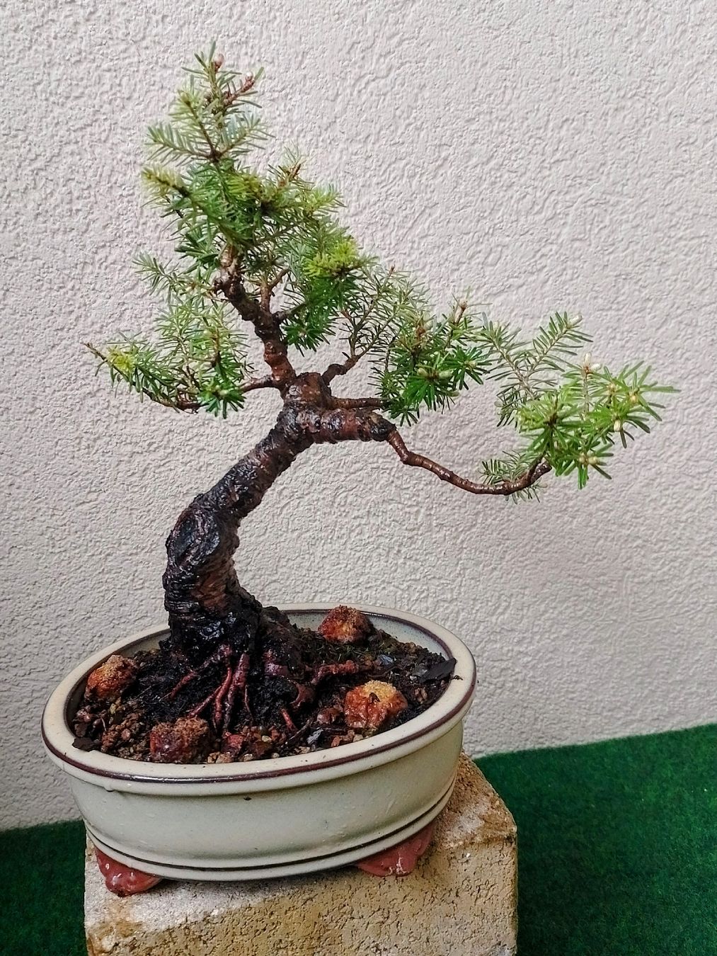 Wunderschner Bonsai Baum, Outdoor geeignet, Korea-Tanne (Neu (gemss  Beschreibung)) in Trubschachen fr CHF 143  nur Abholung auf Ricardo kaufen