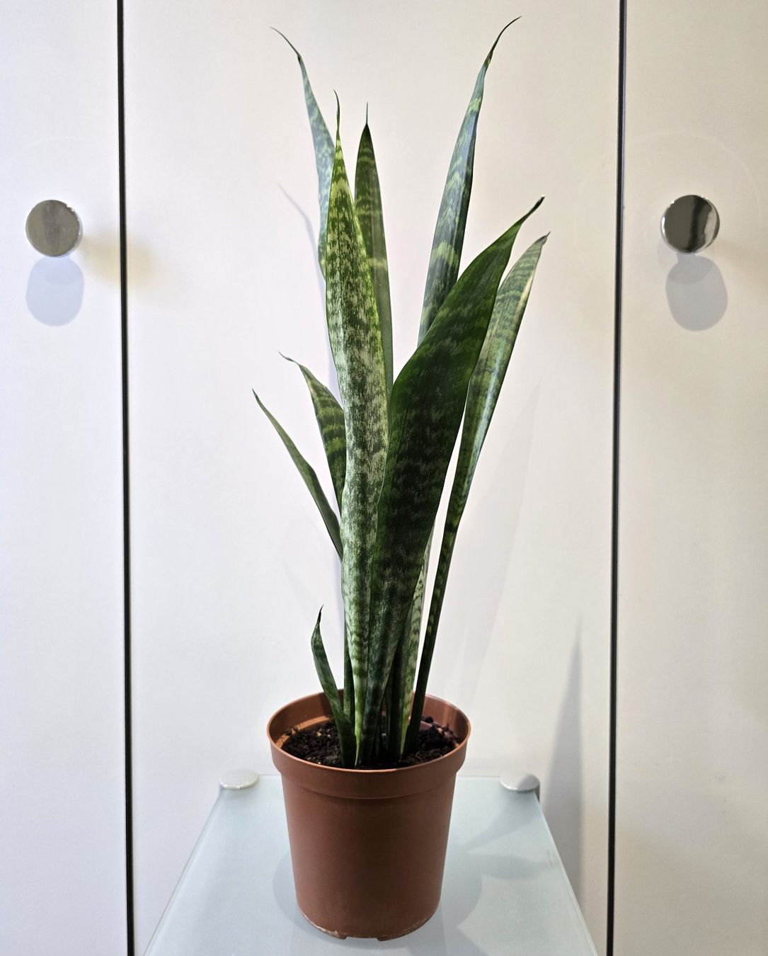 Piante & sementi: Pflanze Sansevieria / Bogenhanf 68 cm – Usato da Oetwil an der Limmat venduto da dhantal 3