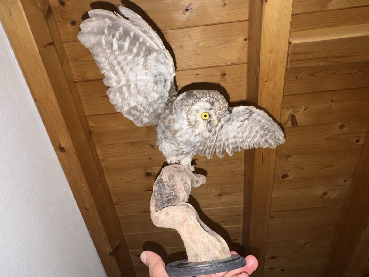 Il mondo degli animali: Civetta tassidermizzata su base in legno – Usato da Volketswil venduto da mau_9pxs 5