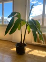 Bananenpflanze / Zimmerpflanze