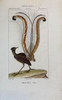 Orig. handkolorierter Kupferstich, Ornitologie, Menura lira