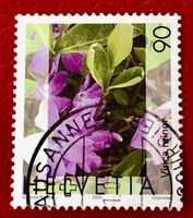 Nr.1074 Gemeines Flora,Immmergrün GESTEMPELT 2003    