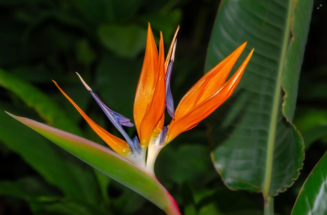 Pflanzen & Samen: Junge Paradiesvogelblume "Strelitzia Reginae" – Gebraucht aus Ipsach von Wildlifecolors