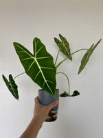 Alocasia Frydek (Green Velvet) 🌿