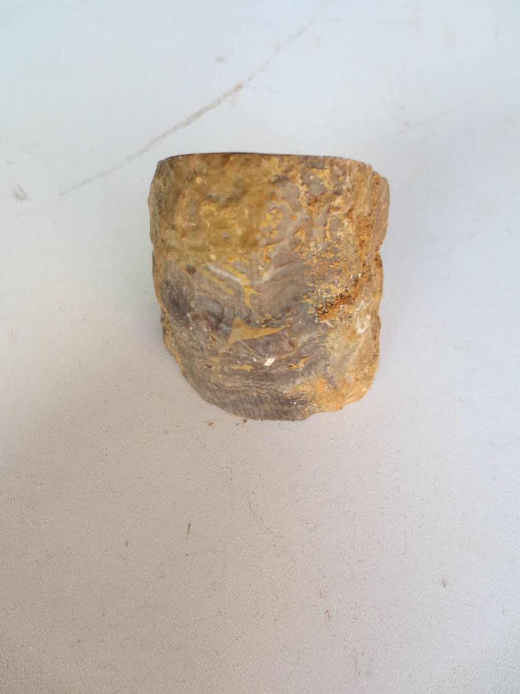 Fossili: Muschel Versteinerung- Hippurites – Usato da Weier im Emmental venduto da waefler03 3