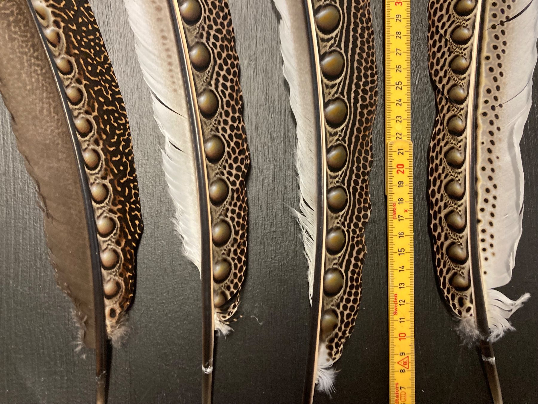 Welt der Tiere: Argusfasan Federn – Gebraucht aus Grosswangen von arum01 1