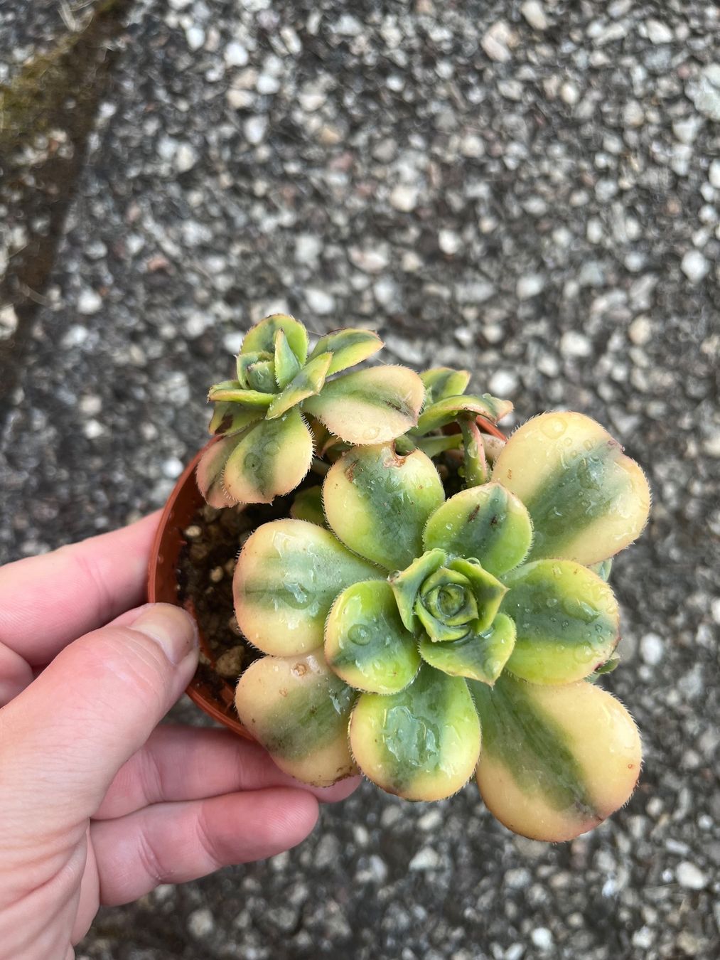 Piante & sementi: Lot 5 plantes succulentes cactus – Usato da Porrentruy venduto da Madamebovary 1