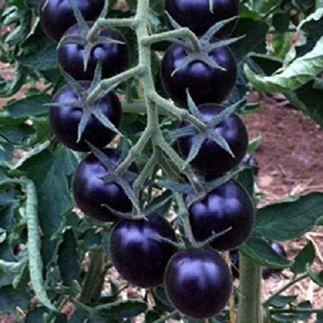 Piante & sementi: 50 Samen schwarze Tomate INDIGO ROSE – Nuovo (secondo la descrizione) da Ehrendingen venduto da VerveinaSamen 3