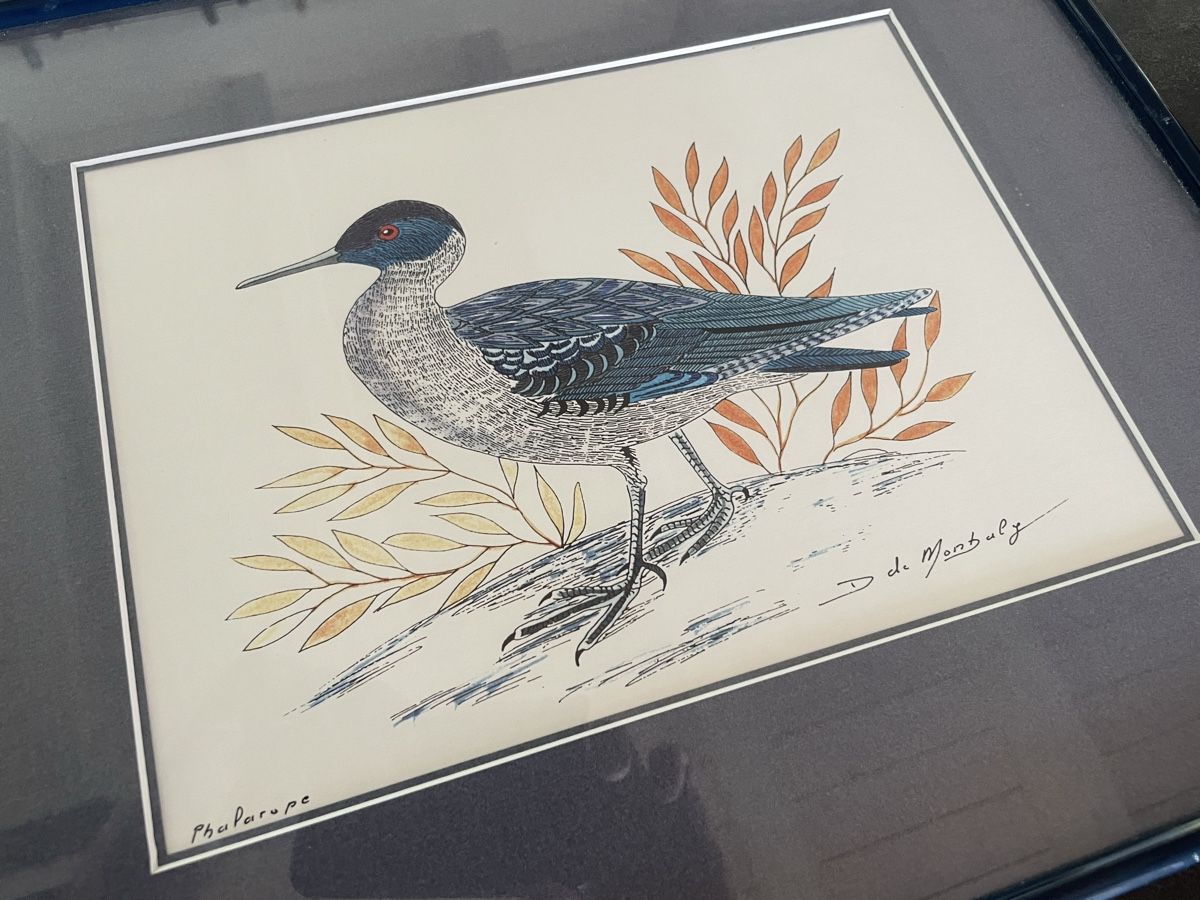 Gemälde: Ancien Dessin Original Phalarope D. de Monbaly – Gebraucht aus Vallamand von Bricbracbroc82 2