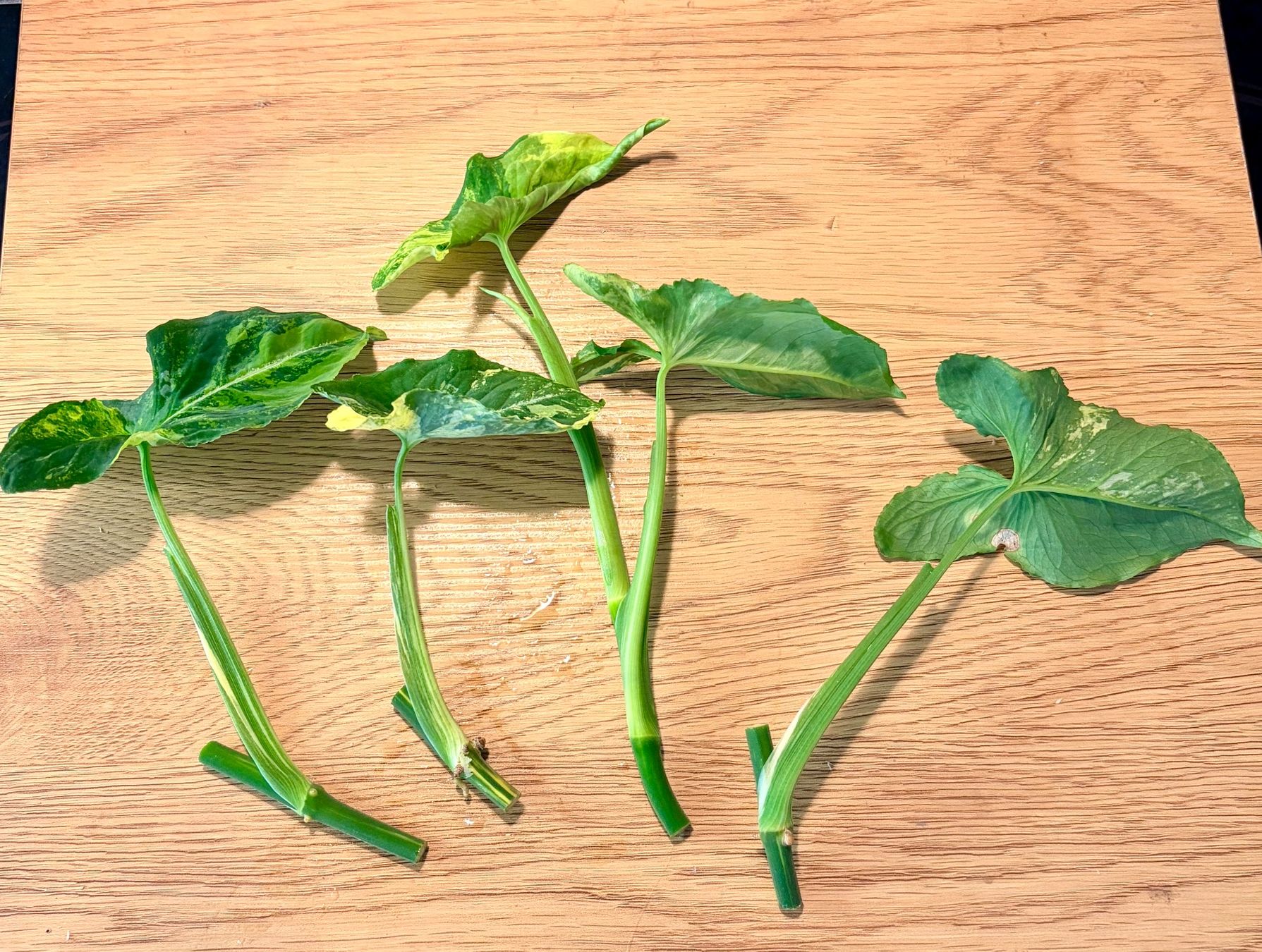 Plantes & graines: Syngonium Scrambled Egg – D'occasion à Kaiseraugst par dka_b97z 4