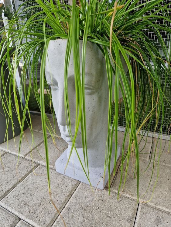 Blumentopf Kopf Gesicht Kaufen auf Ricardo