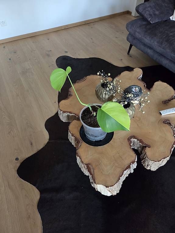 Piante & sementi: Monstera deliciosa Aurea – Usato da Jona venduto da pau_g7rc