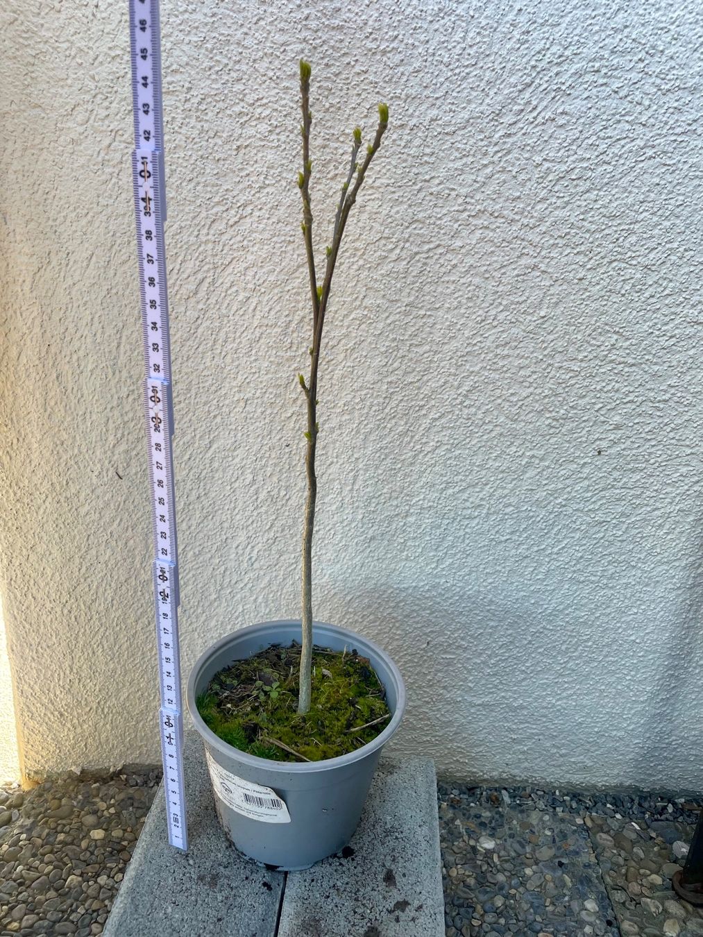 Piante & sementi: HIBISKUS - STRAUCH - EIBISCH - WEISS ODER LILA CA 50 CM – Nuovo (secondo la descrizione) da Buchs AG venduto da fischli610 7