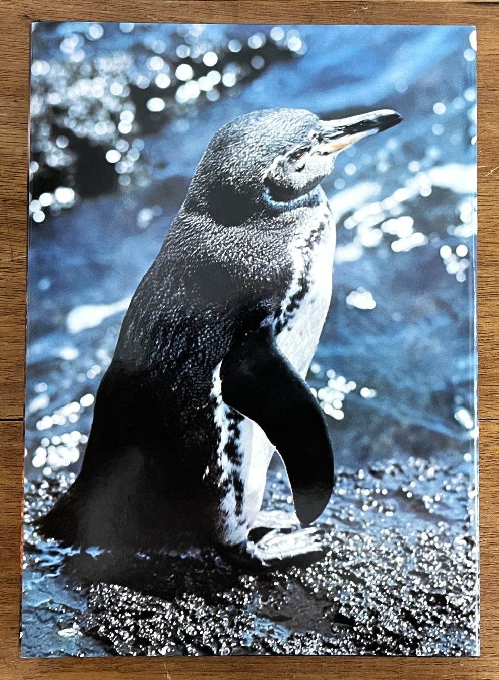 Libri: Silva Verlag, Zoo Galapagos, 1973 – Usato da Oftringen venduto da Vucki