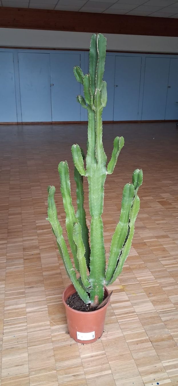 Piante & sementi: Joli cactus – Usato da St-Maurice venduto da happy.family