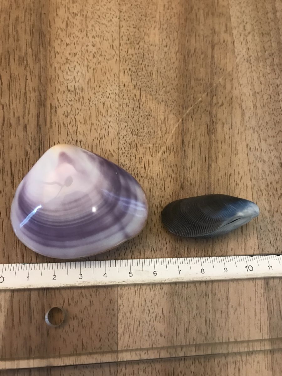 Fossilien: Muscheln 2 Stück, geschlossen – Gebraucht aus Thalwil von mabara42