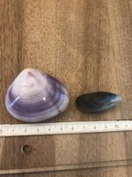 Muscheln 2 Stück, geschlossen