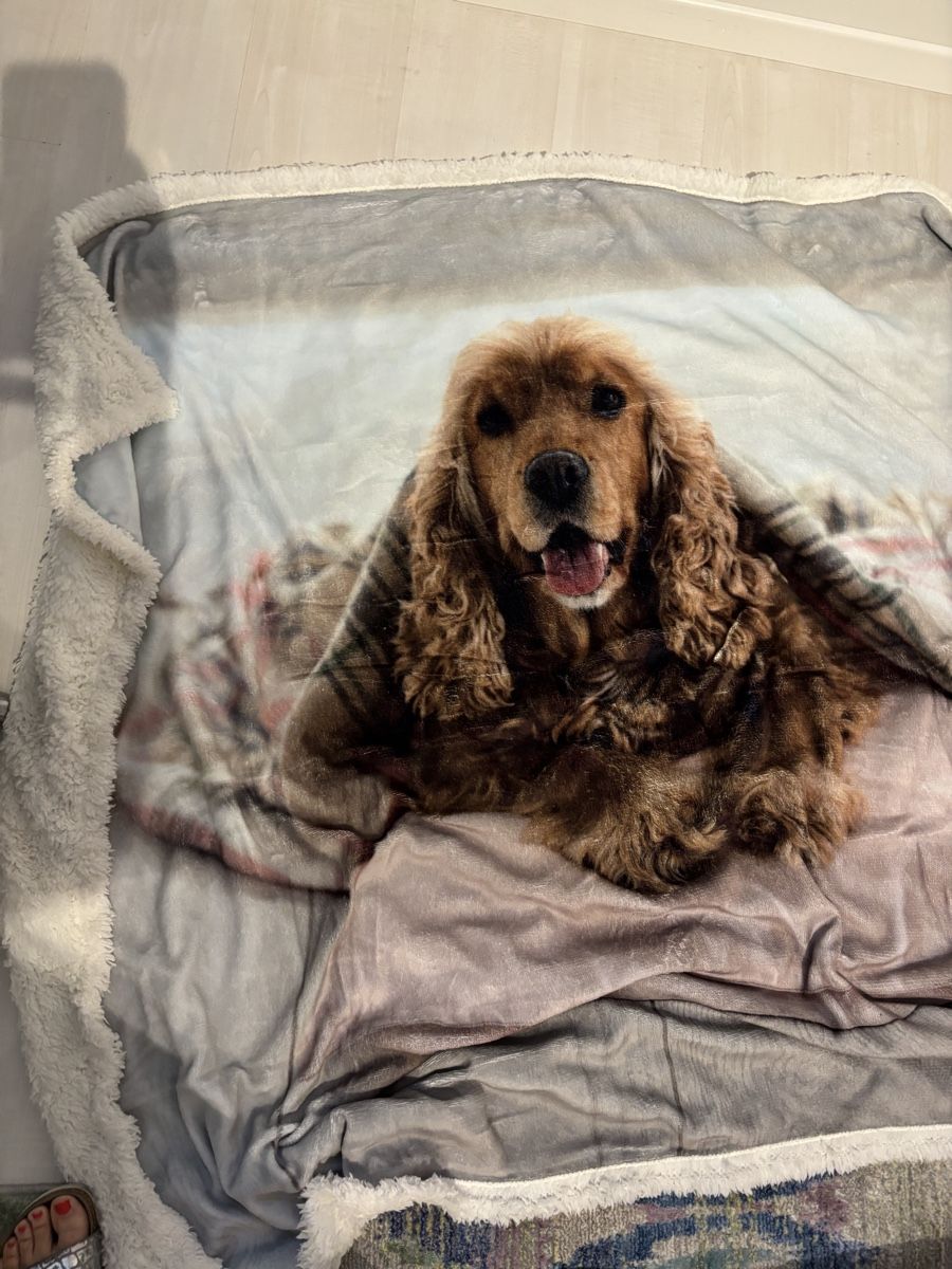 Decken: Kuscheldecke Cocker Spaniel – Neu (gemäss Beschreibung) aus Herzogenbuchsee von ameise02