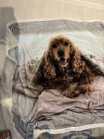 Kuscheldecke Cocker Spaniel