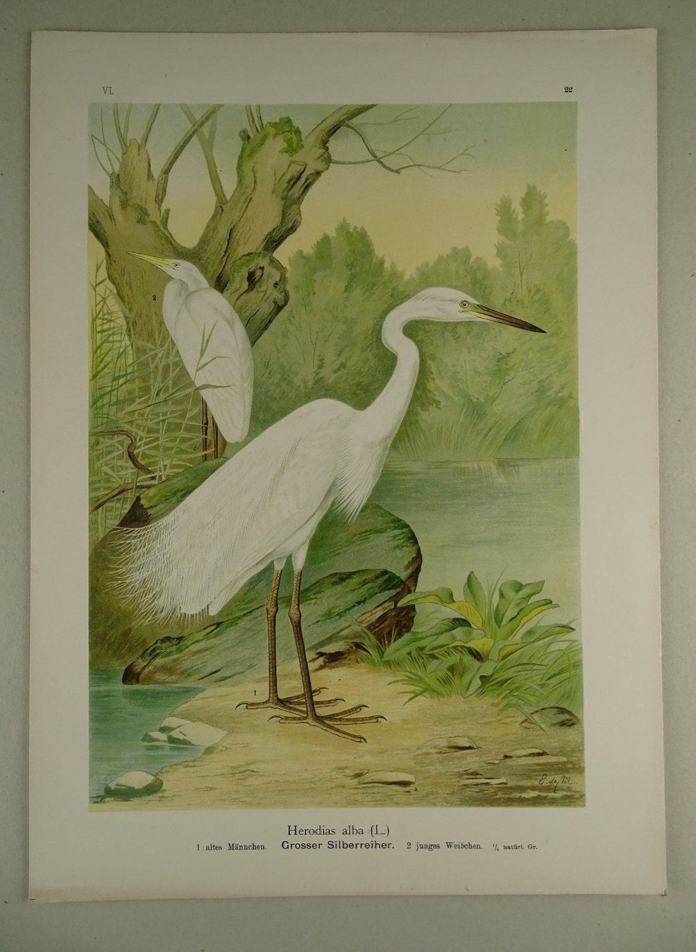 Grafica & Litografie: SILBERREIHER, CHROMOLITHOGRAPHIE UM 1900 – Usato da Grüningen venduto da Kartensammler 1