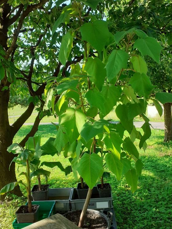 Kaiserbaum Paulowina Kiri Baum Blauglockenbaum ca. 2.30m Kaufen auf