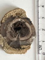 Top! Fossiles  Holz aus Arizona