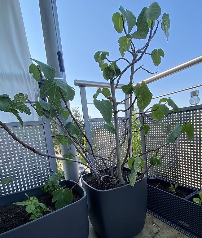 Plantes & graines: Feigenbaum inkl. Balkontopf grau – D'occasion à Zürich par emw_cpq8